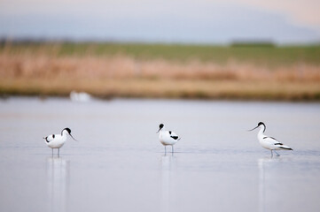 Pied avocet - Recurvirostra avosetta in the water.