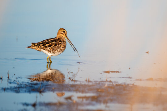 Common snipe - Gallinago gallinago in the water