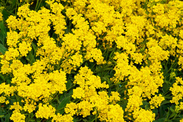 Blooming Rock Alyssum in the garden. Yellow flowers in the bed.
