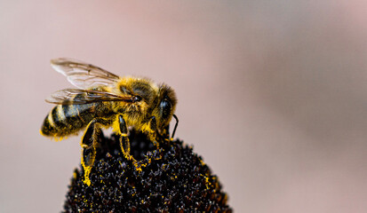 bee on a yellow flower