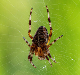 spider on a web