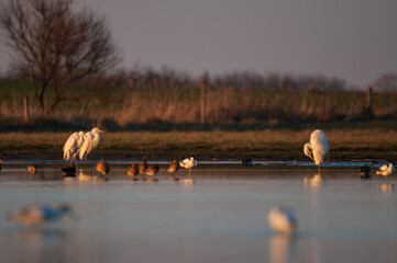 Group of birds on the sunset lake - Egrets and shorebirds