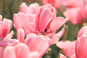 pink tulips in spring