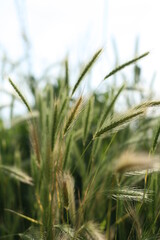 Close-Up Of Wheat Growing On Field against Sky. Green wheat spikes in spring