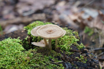 mushroom in the forest