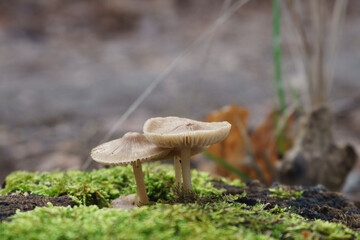 mushrooms in the forest