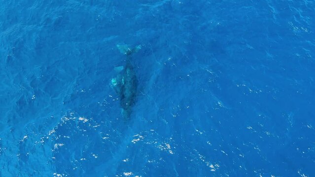 mother and calf humpback whales swimming below the surface of ocean in hawaii