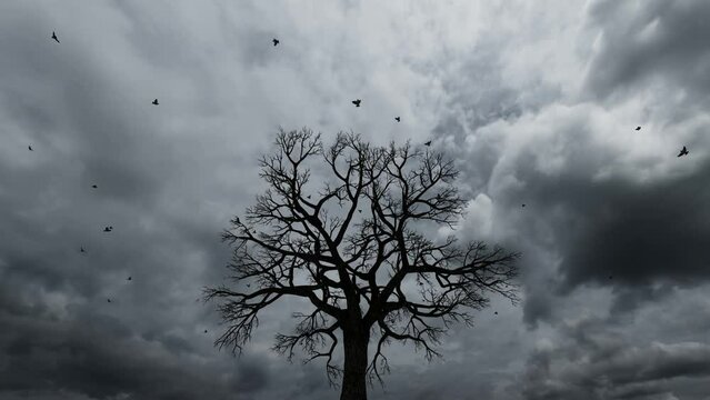 Birds flying on top of a deciduous tree, cloudy day, gray and dark video