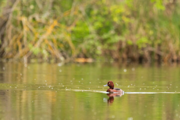 White-eyed pochard - Aythya nyroca on the lake