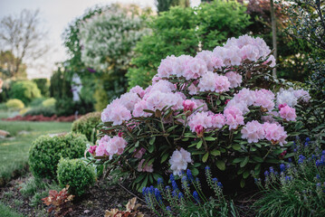 Kwiaty w ogrodzie , różanecznik na rabacie ogrodowej ,zadbany ogród na wiosnę