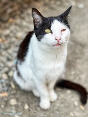 black and white cat portrait
