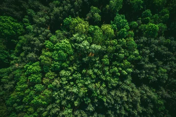 Fotobehang Green Forest Background, Top Down Drone View © marcin jucha