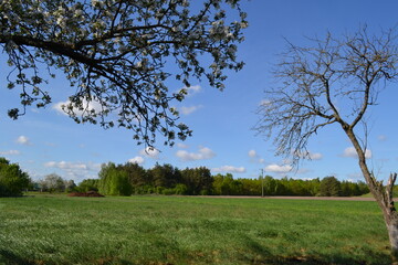 Obraz premium tree in the field