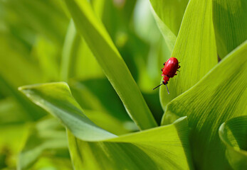 Bright red leaf beetle, Lilioceris merdigera