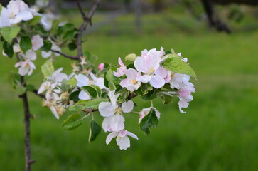 Garden, lunar garden, flowering trees, spring, beauty, nature, nature without finishing, wallpaper nature, for nature site, ecology, clean air, Ukraine, Transylvania, Carpathians, rural life