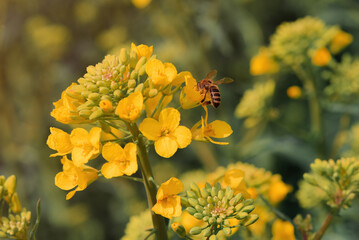 Closeup shot of honeybee pollinating blooming rapeseed crop flower in cultivated field