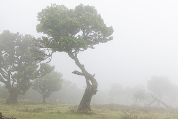 Mist in Fanal forest in Madeira - 504886754