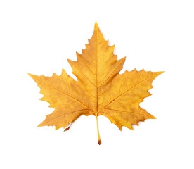 Obraz premium Sycamore Autumn Leaf Isolated