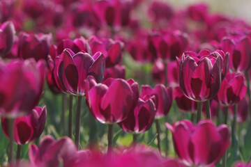 feild of purple tulips