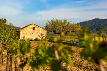 Vineyard in croatian mountain valley. Early summer.