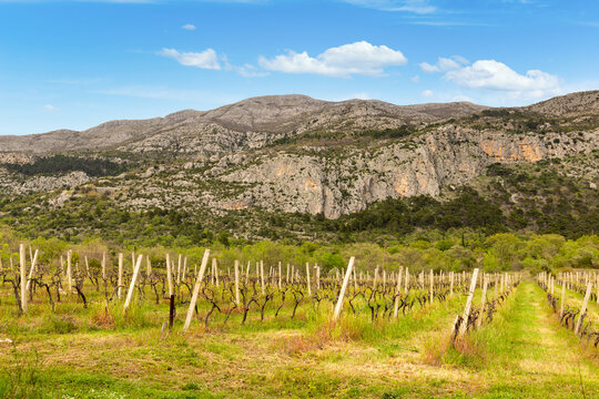 Valley with vineyards in Croatian mountains. Springtime day.