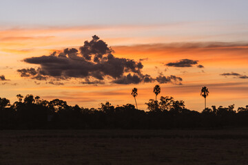 sunset in the savannah