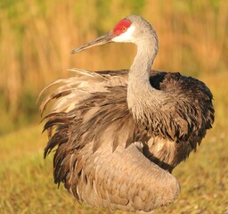 Sandhill Crane Primping Preening in the golden hour © onewildlifer