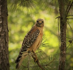 Red-shouldered Hawk perched and hunting