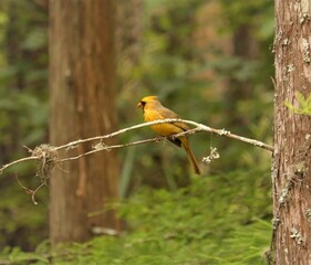 Rare Yellow Cardinal Male One in a Million 