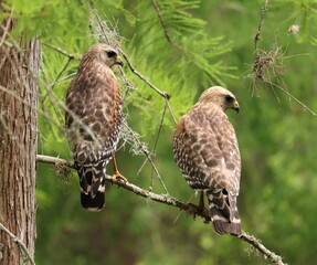 Two for One Deal Red-Shouldered Hawk Double Delight