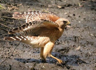 Red-Shouldered Hawk launch 