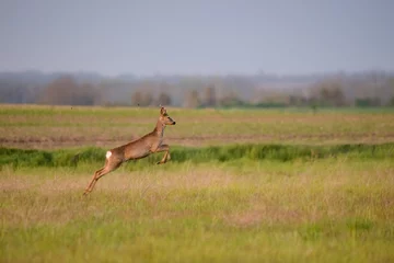 Fotobehang Running and jumping roe deer buck © Creaturart
