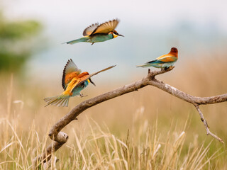 European bee-eater merops apiaster colorful beautiful bird