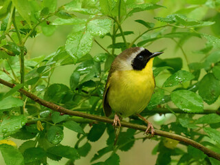 Common Yellowthroat warbler small yellow bird on a branch the bird sings	