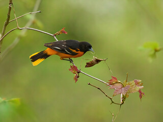 Baltimore Oriole orange bird on a branch 