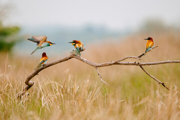 European bee-eater merops apiaster colorful beautiful bird