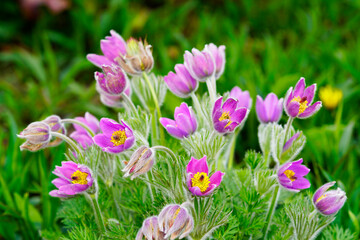 Obraz premium Flowers of the Pasque Flower, Anemone pulsatilla. Flowering plant close-up. 