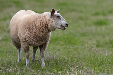 Naklejka na ściany i meble White Flemish sheep in meadow