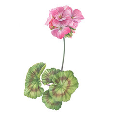 Branch with pink flower of garden plant geranium (also known as storksbill, cranesbill). Watercolor hand drawn painting illustration isolated on a white background.