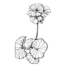 Branch with pink flower of garden plant geranium (also known as storksbill, cranesbill). Black and white outline illustration, hand drawn work isolated on white background - obrazy, fototapety, plakaty