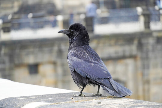 Crow in the city. Close-up of the bird. Corvus.
