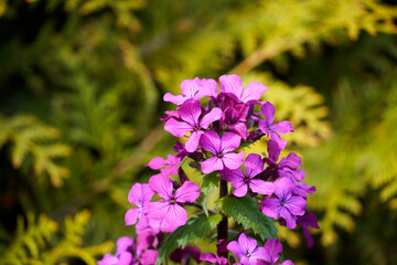 Fototapeta premium Silver leaf flowers. Flowering plant closeup with green background. Lunaria. 