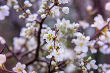 Branch with plum tree flowers in spring.
