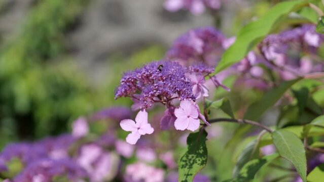 Hydrangea aspera hortensia (known as mountain hydrangea, hot chocolate or tea of heaven) with a small bee insect on it
