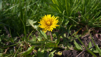 Spring yellow dandelions in the meadow