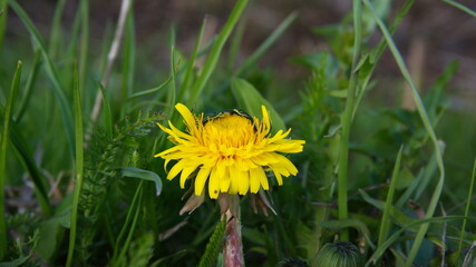 Spring yellow dandelions in the meadow