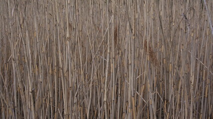 Abstract natural background, dry river reed