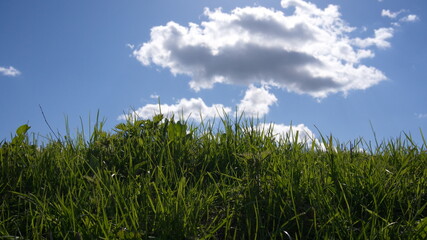 Green lawn against the sky on a sunny day. Landscape with copy space