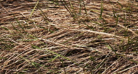 Dry laid grass, with sprouted fresh green grass