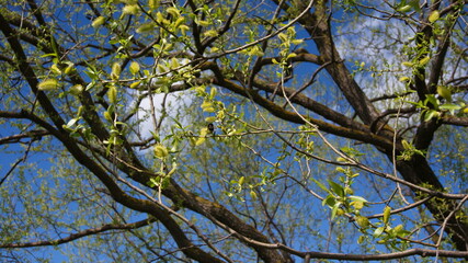 Flowering willow branches on a blue sky background, beautiful landscape